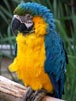 Macaw i